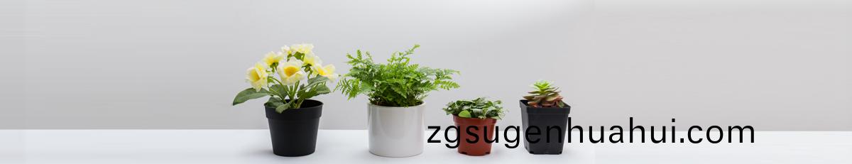 植(zhi)物(wu)租賃
